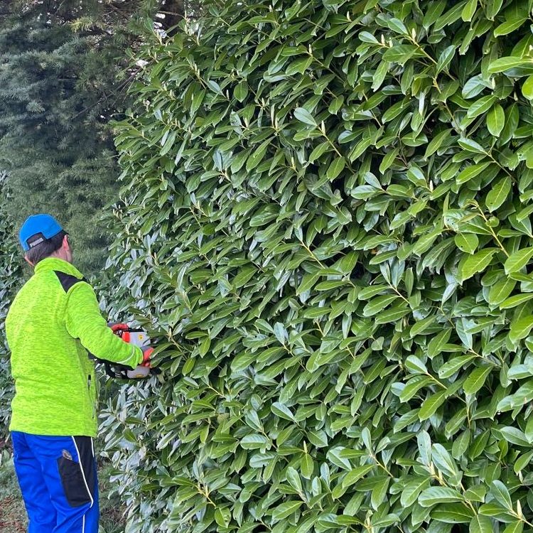 Professioneller Rückschnitt einer Hecke für einen gepflegten Garten - natürlich zu fairen Preisen -Grünraumpflege Danko Julian