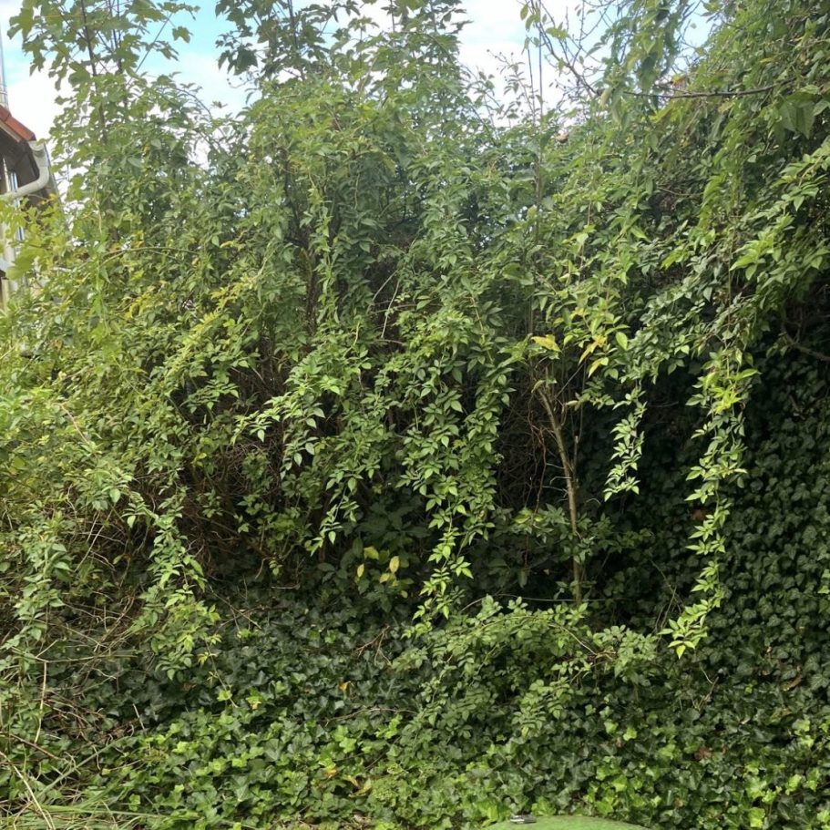 Ungepflegter Garten in Graz-Umgebung vor der professionellen Pflege