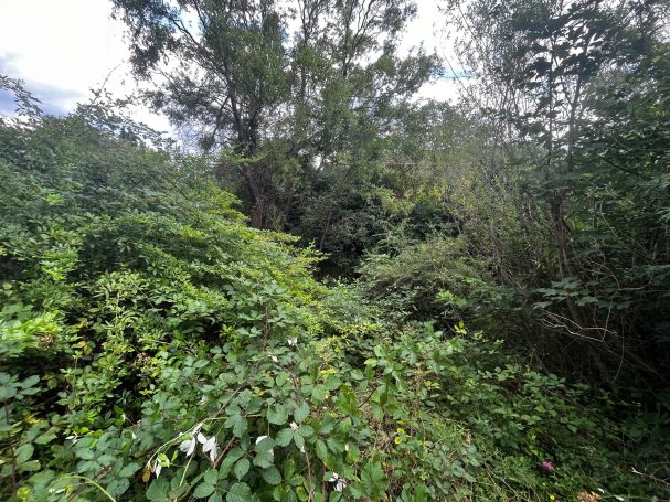 Verwildertes Gartengrundstück in Hitzendorf, bereit für eine Rodung