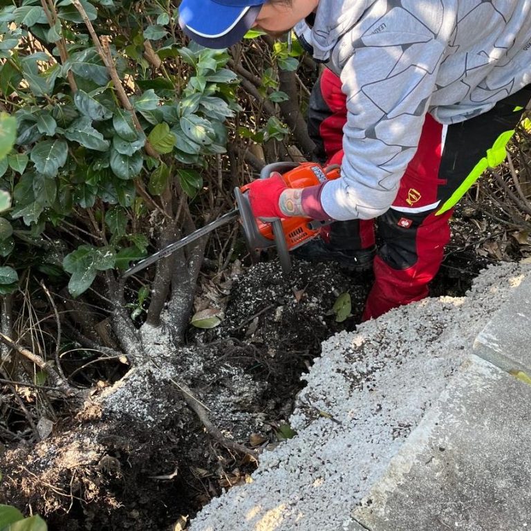 Holzaufarbeitung in Hitzendorf: Fachgerechtes Freisägen einer liegenden Hecke nach Schneebruch mit der Motorsäge.