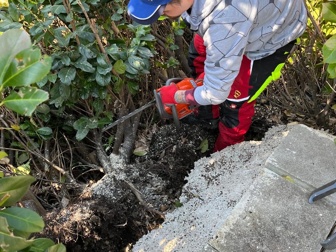 Professionelle Beseitigung von Sturmschäden und Schneebruch – Aufarbeitung liegender Hecken durch Grünraumpflege Danko Julian