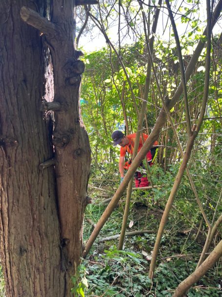 Sauber freigemachter Garten in der Steiermark nach Rodungsarbeiten von Grünraumpflege Danko Julian