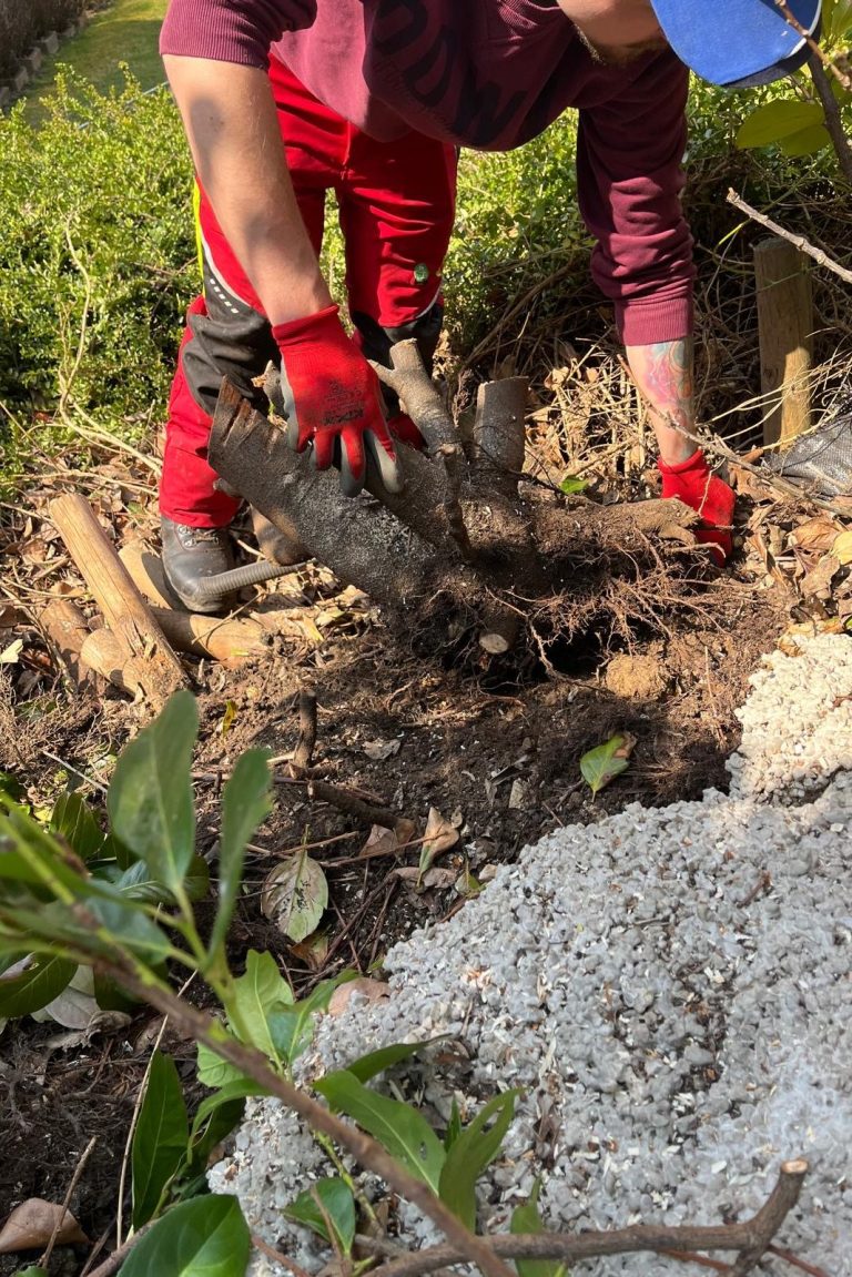 Fachgerechte Gartenreinigung nach Unwetterschäden: Abtransport und Zerkleinerung von Windwurf durch Grünraumpflege Danko Julian