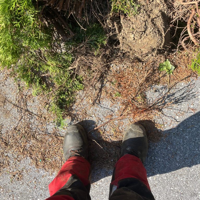 Wurzelstock einer gerodeten Thuja nach Schneebruch-Schaden in Frohnleiten, fachgerecht freigelegt für die Entsorgung.
