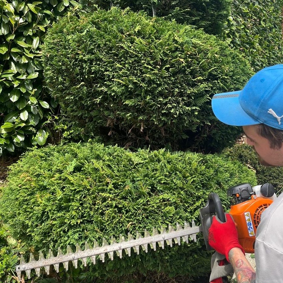 Idealer Nachschnitt von Hecken und Sträuchern in Hitzendorf